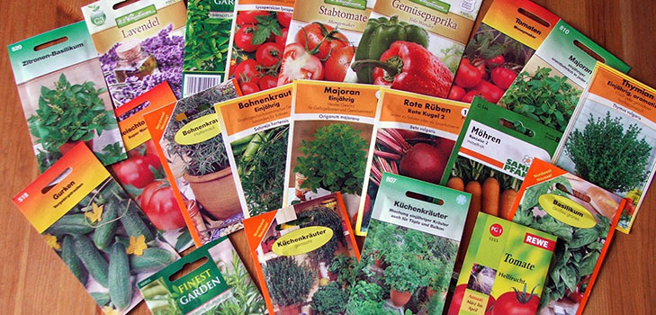 Как нужно правильно выбирать семена овощей для посадки в открытый грунт