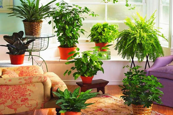 Эти растения защитят вас и ваш дом от сглаза: Растительные амулеты от порчи