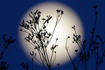 Лунный посевной календарь на январь 2018 для огородников и цветоводов: таблицы