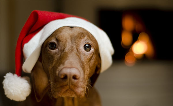 Приметы на 2018 год Земляной Собаки: Что можно, а чего нельзя делать во время новогодних праздников