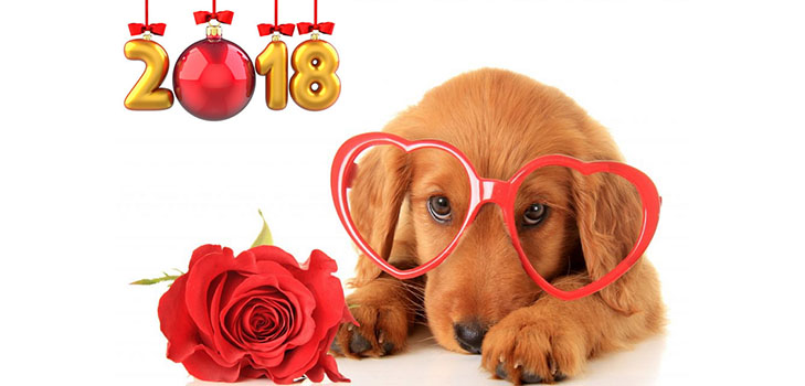 Тест: Какая любовь ждет вас в год Желтой Собаки-2018