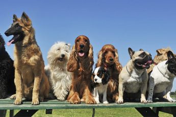 Имена собак, которые приносят счастье в дом