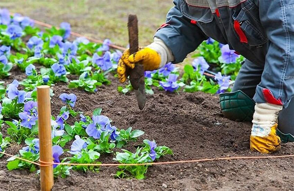 Лунный посевной календарь на май 2018 года для огородников, садоводов и цветоводов Средней полосы России, таблицы и благоприятные дни