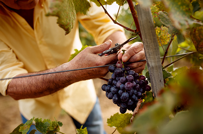 польза винограда для мужчин