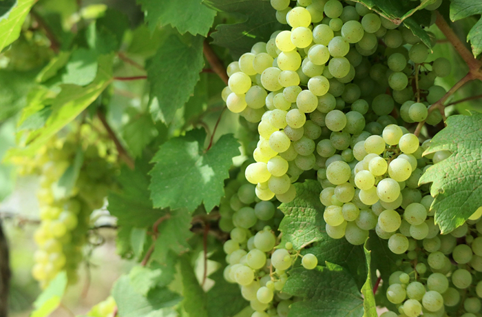 Чем полезен белый виноград
