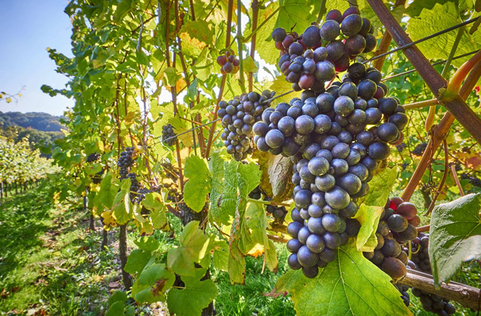 Листья винограда: полезные свойства и противопоказания 