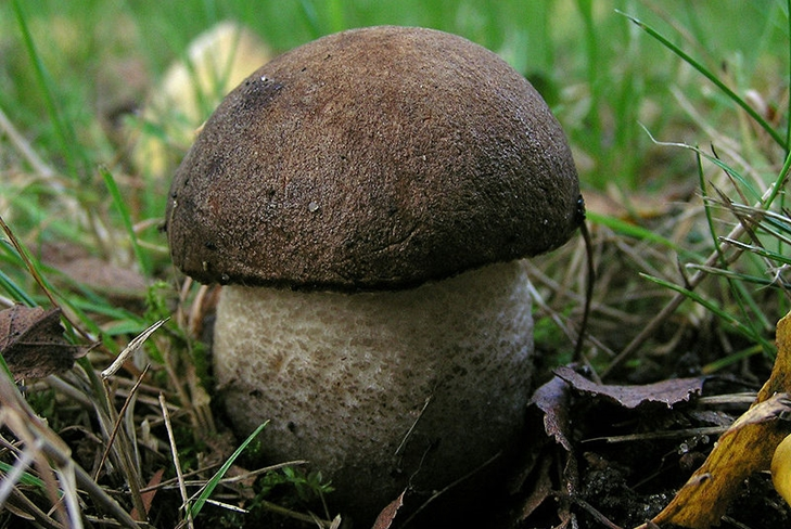 Лучший осенний гриб: черноголовик