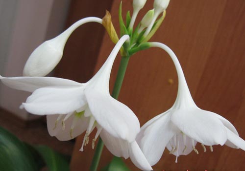 два цветка эухариса