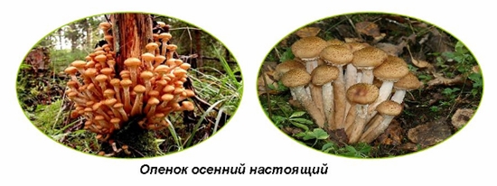 Ядовитые грибы: ложные опята, фото