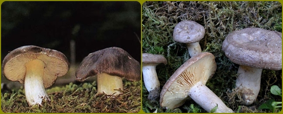 Какие грибы чаще всего забывают в лесу