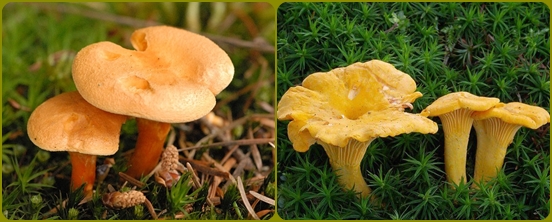 Азбука грибника: грибы ложные и сложные, фото