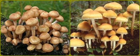 Азбука грибника: грибы ложные и сложные, фото