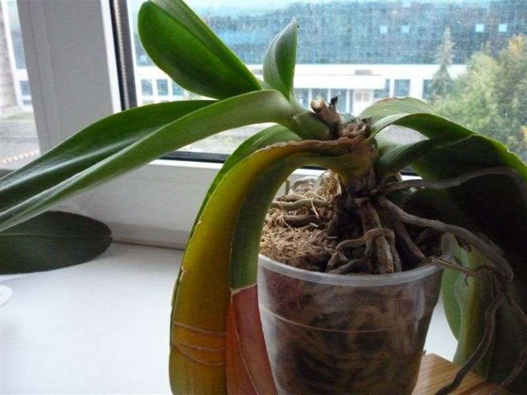 Как правильно пересадить орхидею в домашних условиях пошаговое фото в другой горшок
