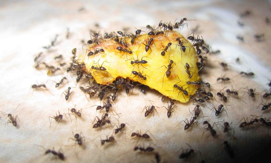 Юбка из фольги от муравьев фото