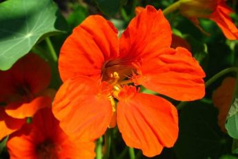 Цветок Настурция: как вырастить из семян, как ухаживать, красивые фото