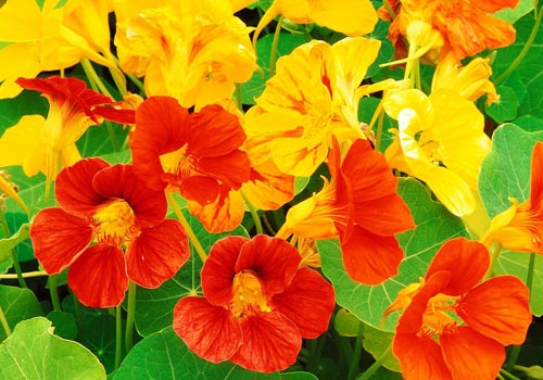 Цветок Настурция: как вырастить из семян, как ухаживать, красивые фото