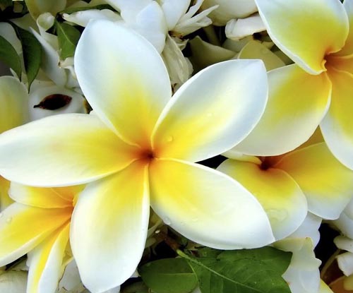 Цветок Плюмерия - волшебный аромат в вашем доме