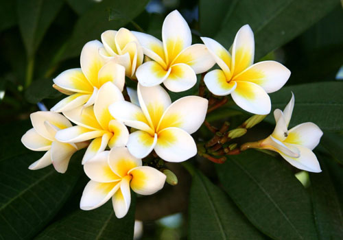 Цветок Плюмерия - волшебный аромат в вашем доме