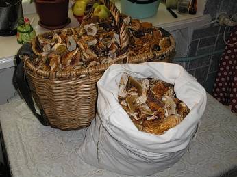 Как правильно сушить грибы в домашних условиях