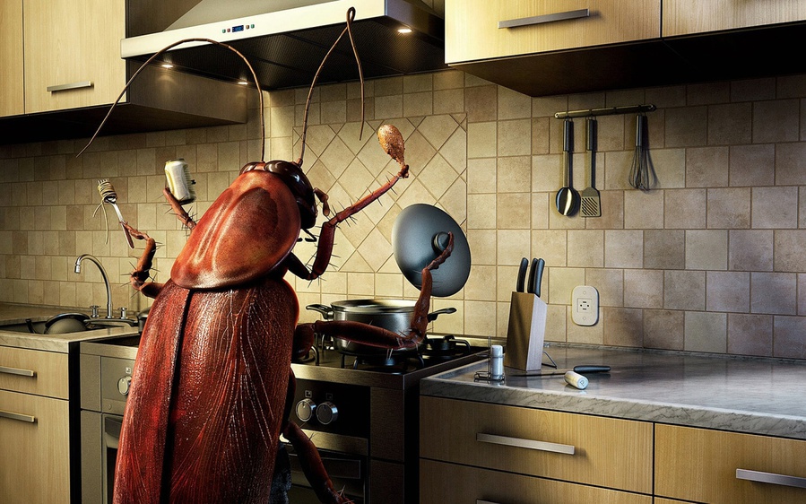 Как вывести тараканов