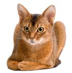 Породы кошек: абиссинская кошка