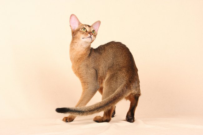 Породы кошек: абиссинская кошка