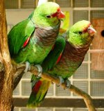Попугаи амазоны: содержание, уход, кормление