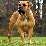 Породы собак: южноафриканский бурбуль