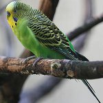 Как определить пол волнистого попугая?