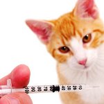 Прививки для кошек