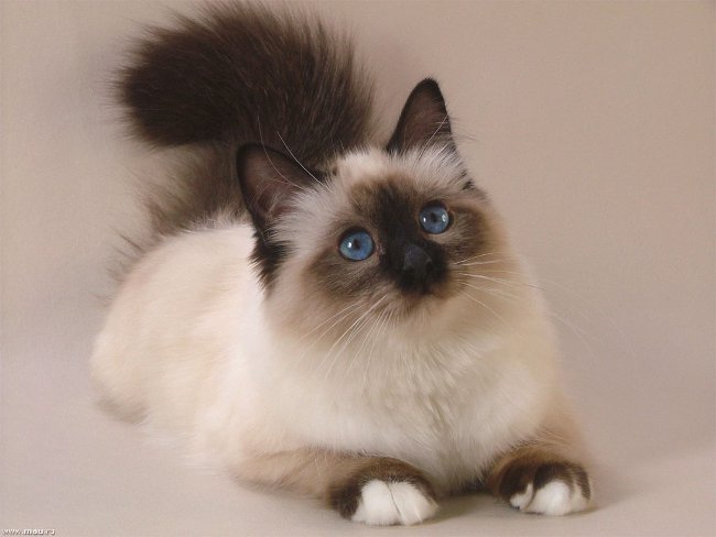 Породы кошек: бирманская кошка