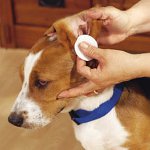 Как чистить уши собакам и кошкам?
