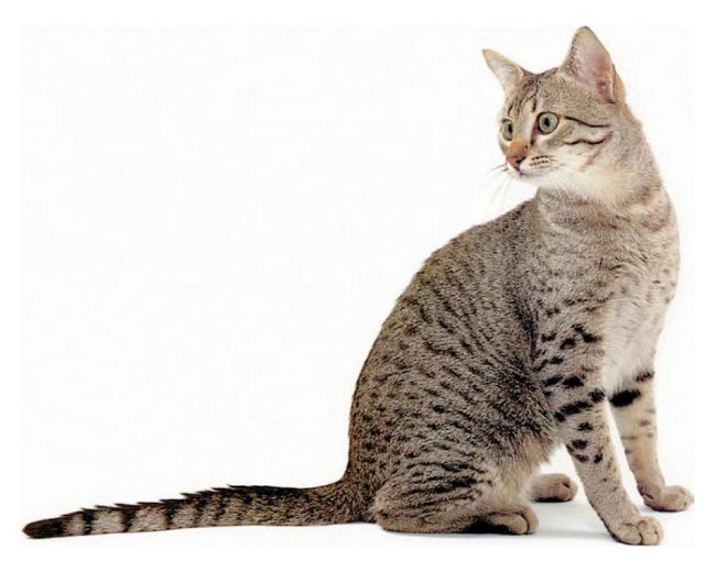 Породы кошек: египетская мау