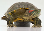 Как ухаживать за пресноводной черепахой?