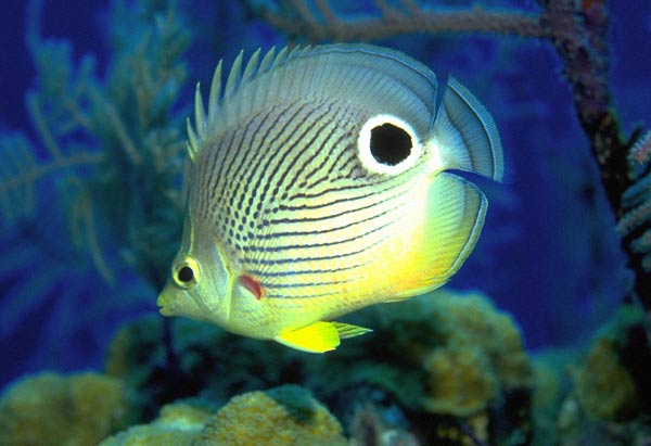 Как узнать, здорова ли аквариумная рыбка?