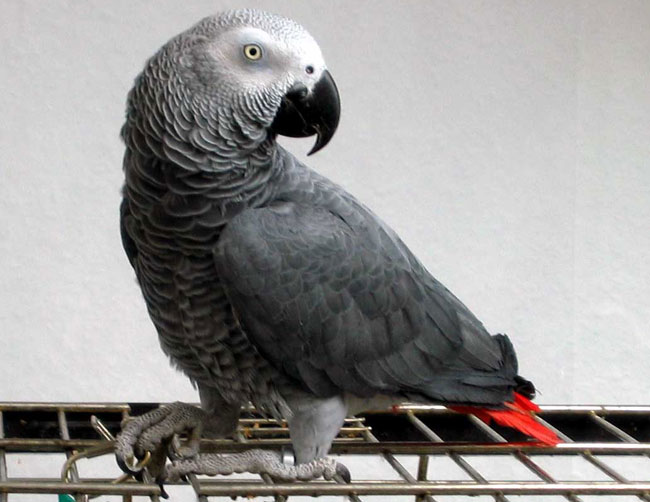 Попугай Жако: содержание в домашних условиях