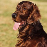 Породы собак: ирландский сеттер