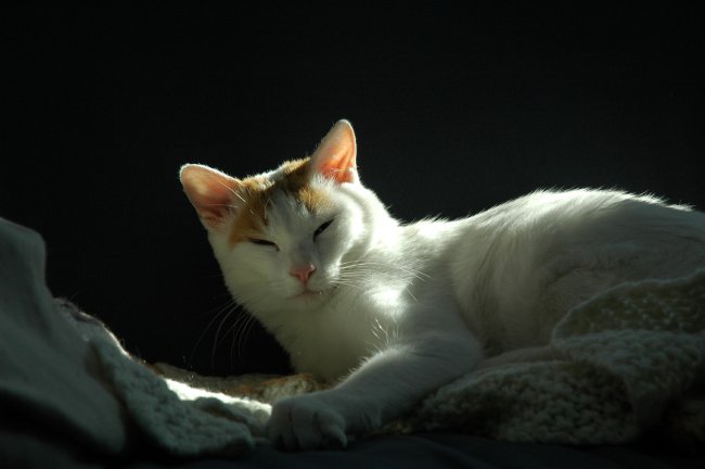 Породы кошек: японский бобтейл