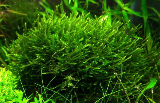 Яванский мох в вашем аквариуме