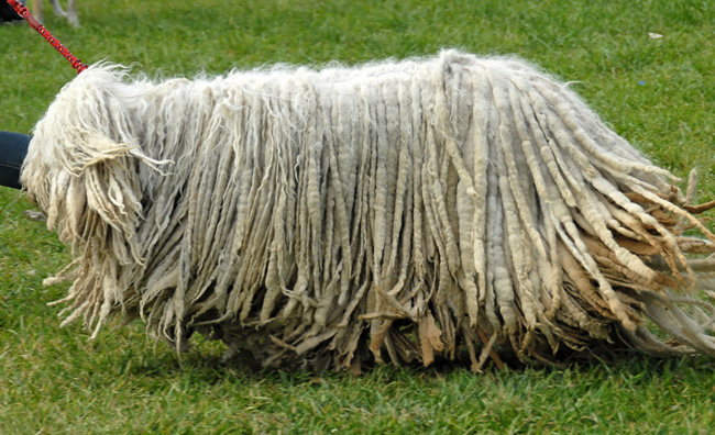 Комондор: венгерская овчарка