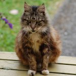 Старые кошки: особенности ухода