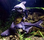 Акулий сом: мини-акула в вашем аквариуме