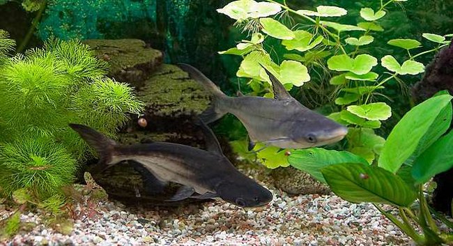 Акулий сом — пангасиус