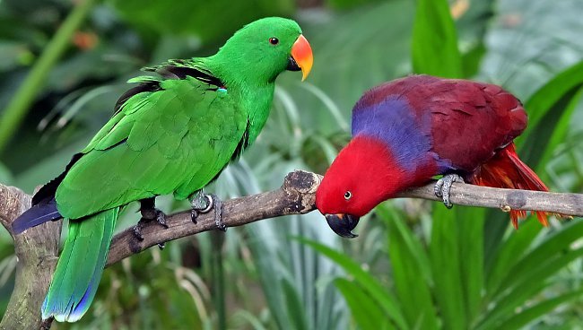 Как определить пол попугая?