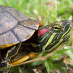 Болезни красноухих черепах: основные симптомы