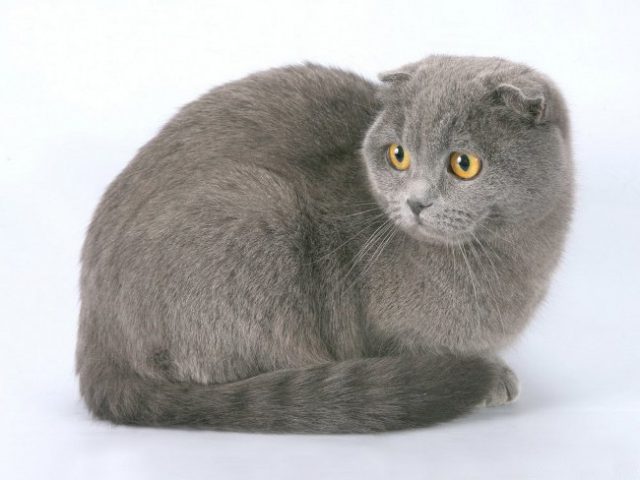 Окрасы шотландских кошек