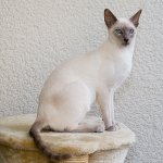 Породы кошек: сиамский кот