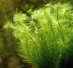 Почему болеют аквариумные растения?