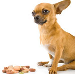 Карликовые породы собак: чем кормить?