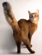 Породы кошек: сомалийская кошка
